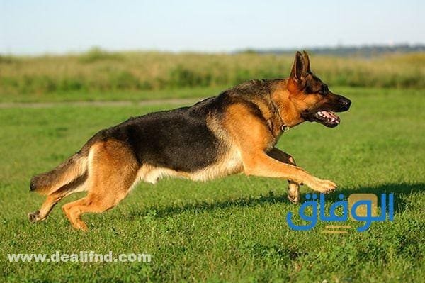 جدول : اسعار الكلاب الجيرمن في مصر 2026 اسعار الكلاب الجيرمن