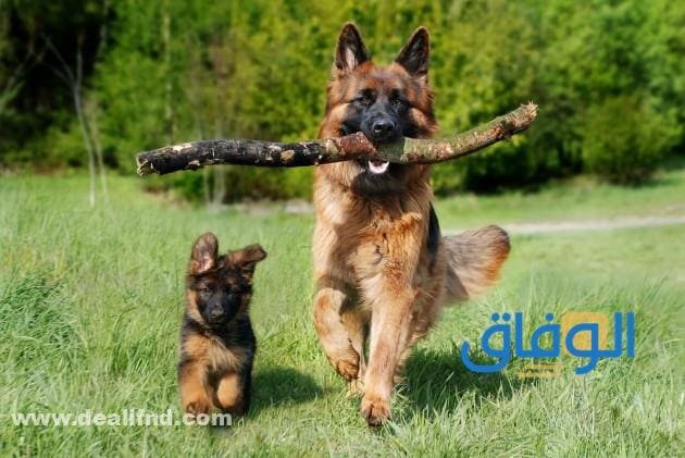 جدول : اسعار الكلاب الجيرمن في مصر 2026 مواصفات كلاب الجيرمن الصغيرة والكبيرة