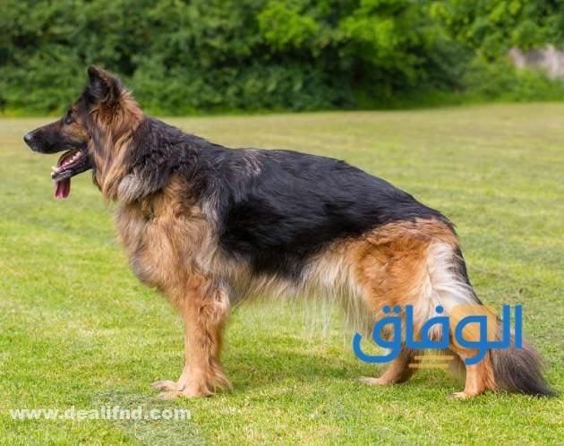 جدول : اسعار الكلاب الجيرمن في مصر 2026 الجيرمن شيبرد سابل