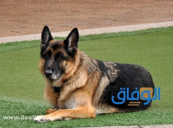 جدول : اسعار الكلاب الجيرمن في مصر 2026 الجيرمن شيبرد معطف السرج