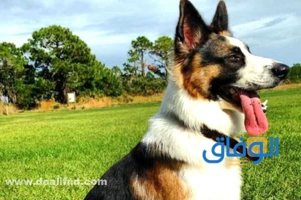 جدول : اسعار الكلاب الجيرمن في مصر 2026 الجيرمن شيبرد الباندا