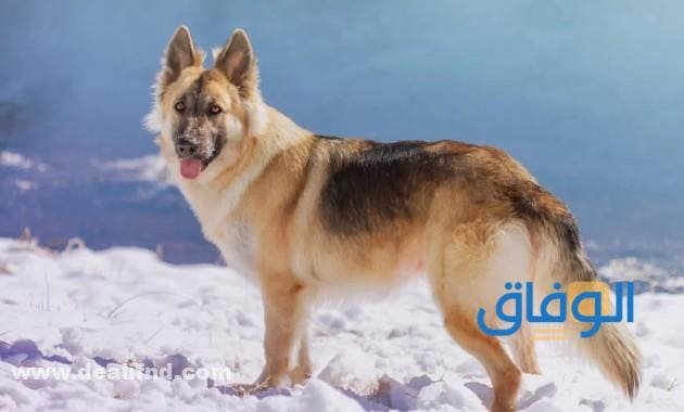 جدول : اسعار الكلاب الجيرمن في مصر 2026 الجيرمن شيبرد لون واحد