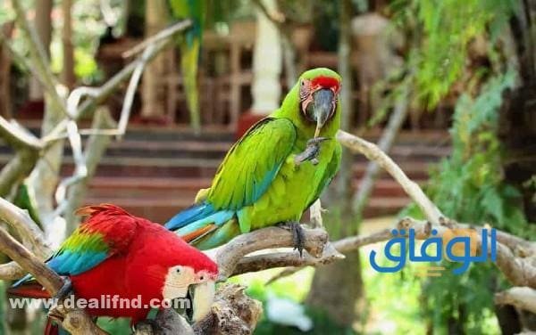 حديقة الطيور الهدا