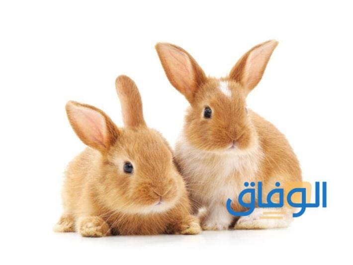 بورصة : اسعار الارانب اليوم في مصر 2024