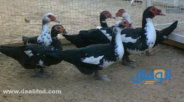 اسعار البط اليوم