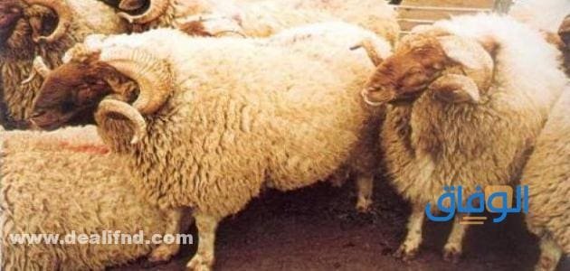 سعر الخروف اليوم