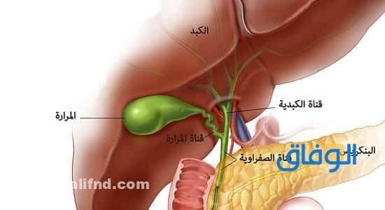 أعراض التهاب المرارة والقولون ؟ والفرق بينهما أعراض التهاب المرارة والقولون