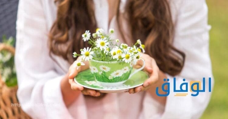 فوائد البابونج للحمل؟
