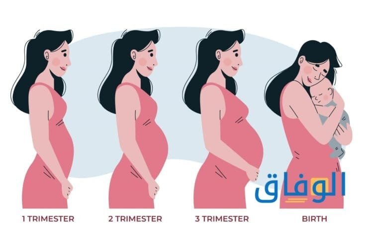 أدق حاسبة حمل +04 خطوات لحساب موعد الولادة
