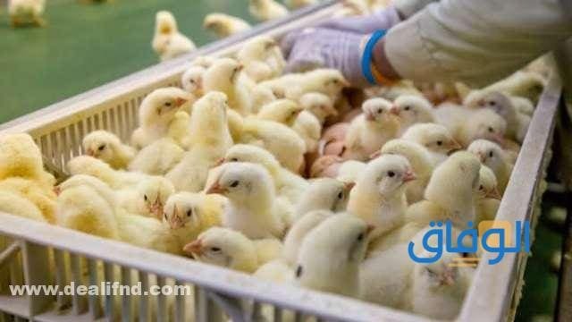 أسعار الكتكوت الأبيض اليوم