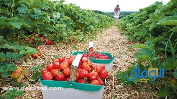 حديقه الفراوله الطائف