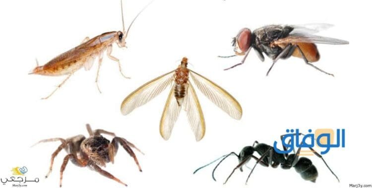 رؤية الحشرات في المنام