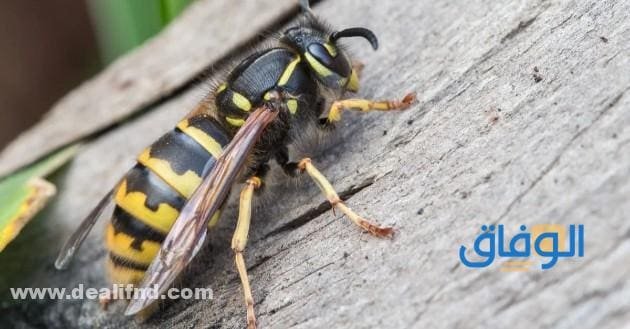 05+ تفسير عند (رؤية الدبور في المنام) ماذا لو رأيته