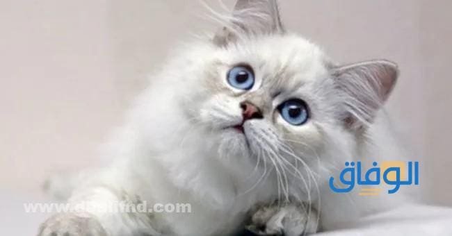أسماء القطط بالعربية أسماء القطط بالعربية المصرية