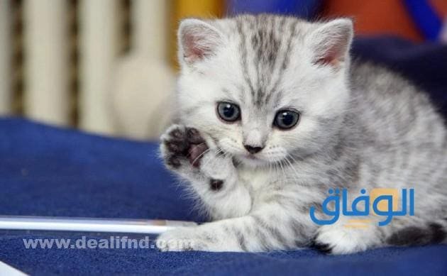 أسماء القطط بالعربية