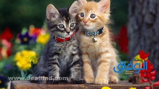 أسماء القطط بالعربية أسماء قطط عربية فرعونية
