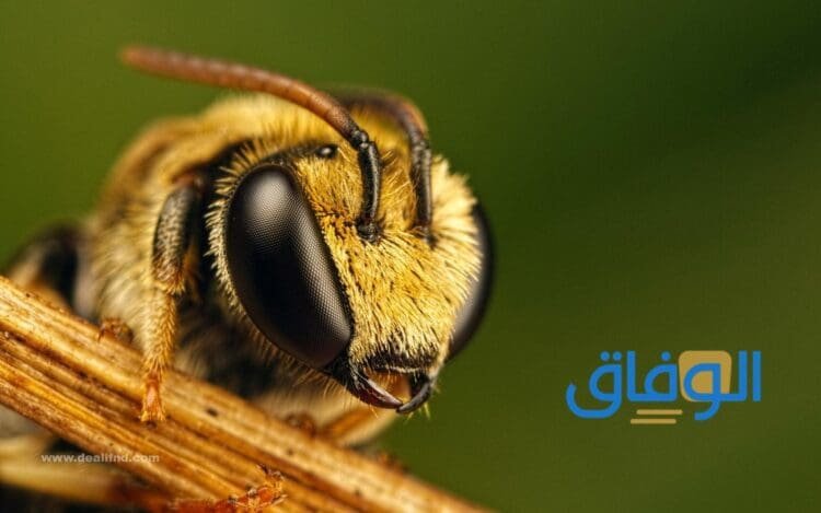 النحل في المنام شر أم خير؟