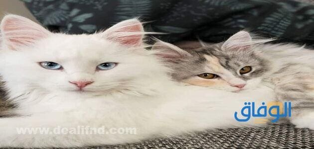  اسماء قطط ذكور عربية