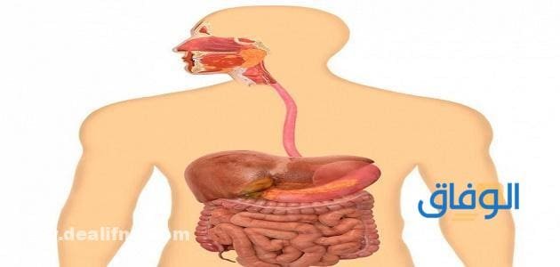 حبوب تساعد على الهضم؛ تعرف على أفضل حبوب تساعد على الهضم - موقع الوفاق حبوب تساعد على الهضم