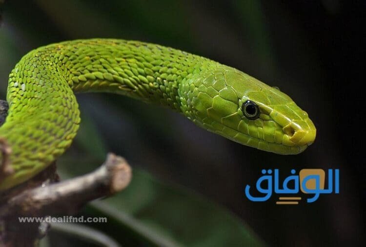 رؤية الثعبان في المنام