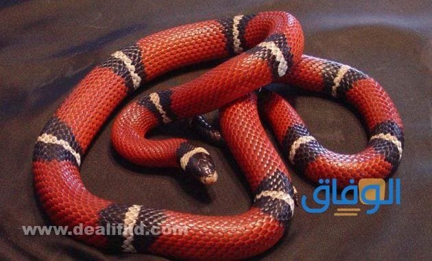 رؤية الثعبان في المنام | هل خير أم شر؟ رؤية الثعبان في المنام