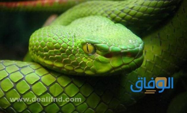 رؤية الثعبان في المنام | هل خير أم شر؟ رؤية الثعبان في المنام