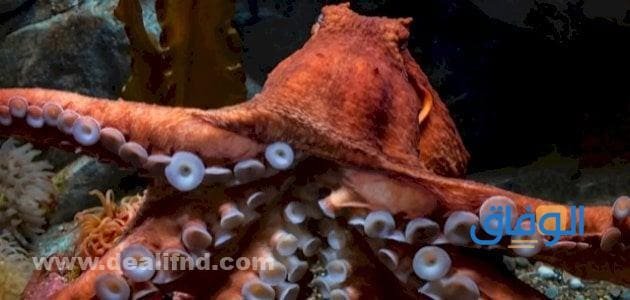 الاخطبوط من الحيوانات الفقاريه