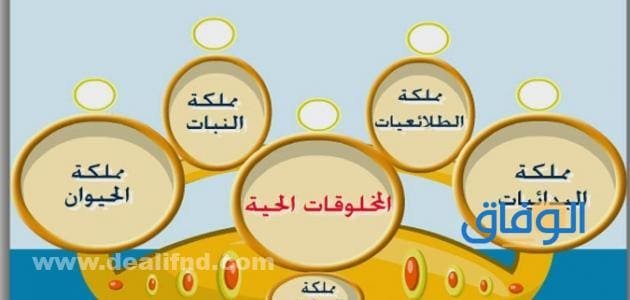 أصغر مستوى تصنيف المخلوقات الحية؟.. اجابة أصغر مستوى تصنيف المخلوقات الحية