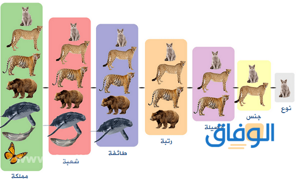 أصغر مستوى تصنيف المخلوقات الحية؟.. اجابة أصغر مستوى تصنيف المخلوقات الحية