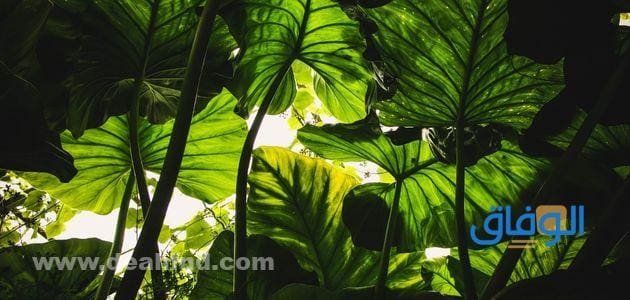 تتكاثر النباتات اللابذرية عن طريق