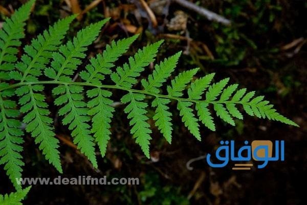 تشمل النباتات اللاوعائية اللابذرية؟ اجابة.. تشمل النباتات اللاوعائية اللابذرية