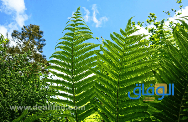 تشمل النباتات اللاوعائية اللابذرية