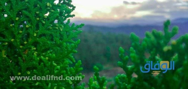 تشمل النباتات اللاوعائية اللابذرية؟ اجابة.. تشمل النباتات اللاوعائية اللابذرية