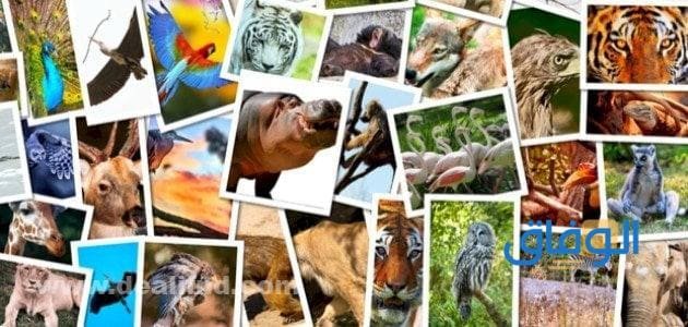 أصغر مستوى تصنيف المخلوقات الحية؟.. اجابة ماذا تسمى أصغر مجموعة في التصنيف
