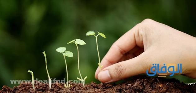 تبدأ دورة حياة النبات تبدأ دورة حياة النبات