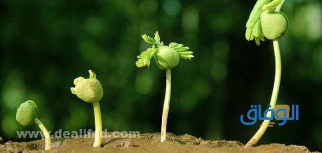 تبدأ دورة حياة النبات