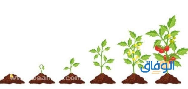 تبدأ دورة حياة النبات تفاصيل المراحل الأساسية لحياة النبات