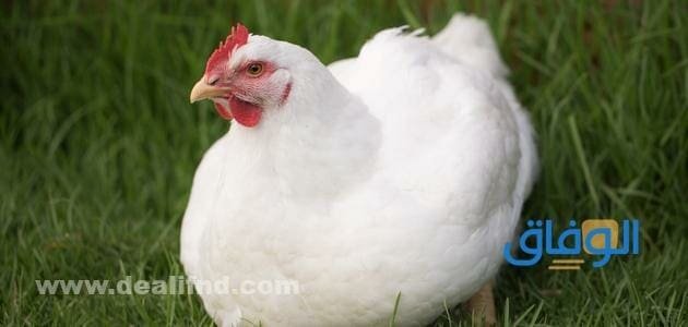 اسعار كيلو الفراخ البيضاء