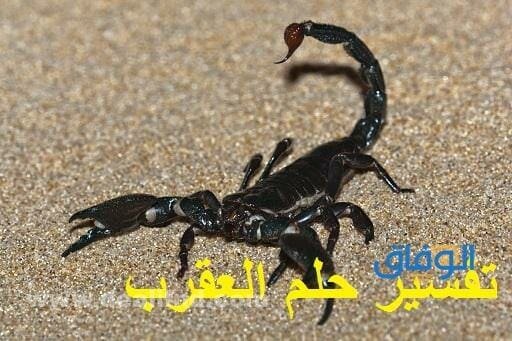 تفسير حلم العقرب | للعزباء والمتزوجة