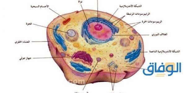 شكل الخلية الحيوانية