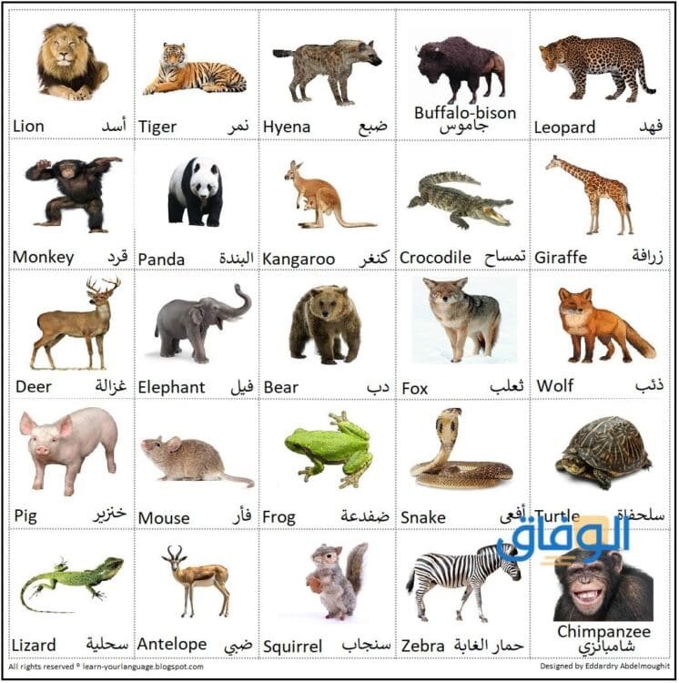 اسماء الحيوانات | +88 تعيش في البرية والغابات اسماء الحيوانات
