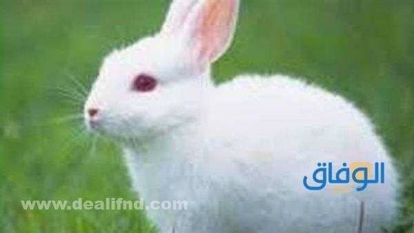 اسامي ارانب