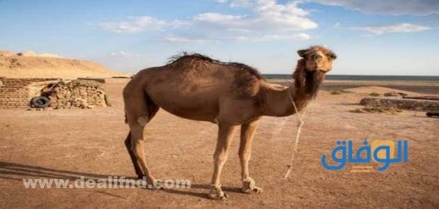 +6 قصص الأنبياء للأطفال مبسطة .. بتفاصيل رائعة جدا! قصص الأنبياء