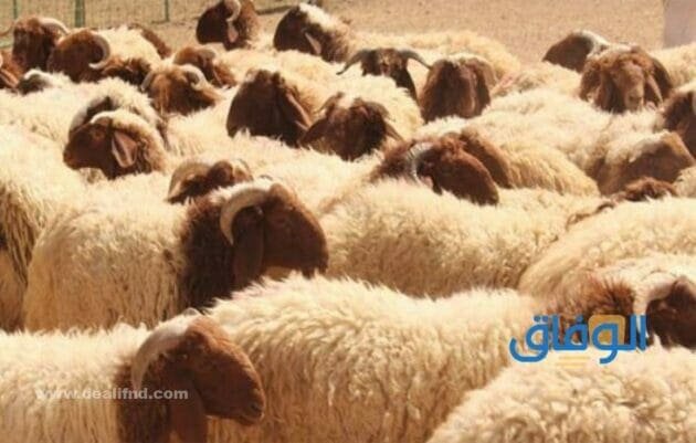 دعاء ذبح الاضحية
