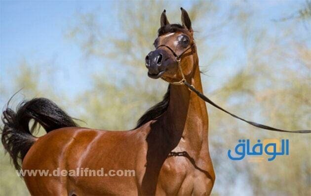 اسم خيل | +90 اجمل الاسماء ومعانيها