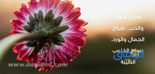 صباح التفاؤل والابتسامة | +300 أجمل عبارات الصباح