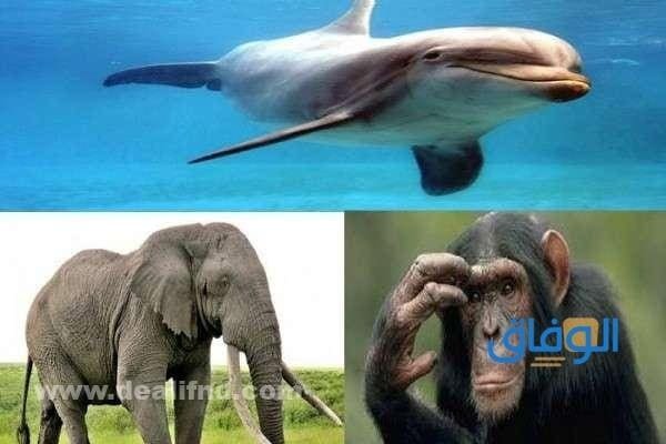اذكى حيوان في العالم