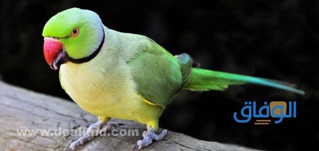 القاب طيور | +300 أسماء طيور جميلة 2024 أسماء الببغاء جديدة ومميزة