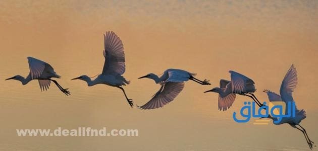 القاب طيور | +300 أسماء طيور جميلة 2024 القاب طيور