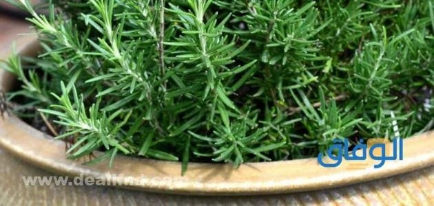 اكليل الجبل للشعر